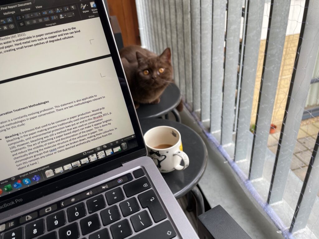 a brown british shorthair cat peers around the side of a laptop which has a draft of the conservation report on display.