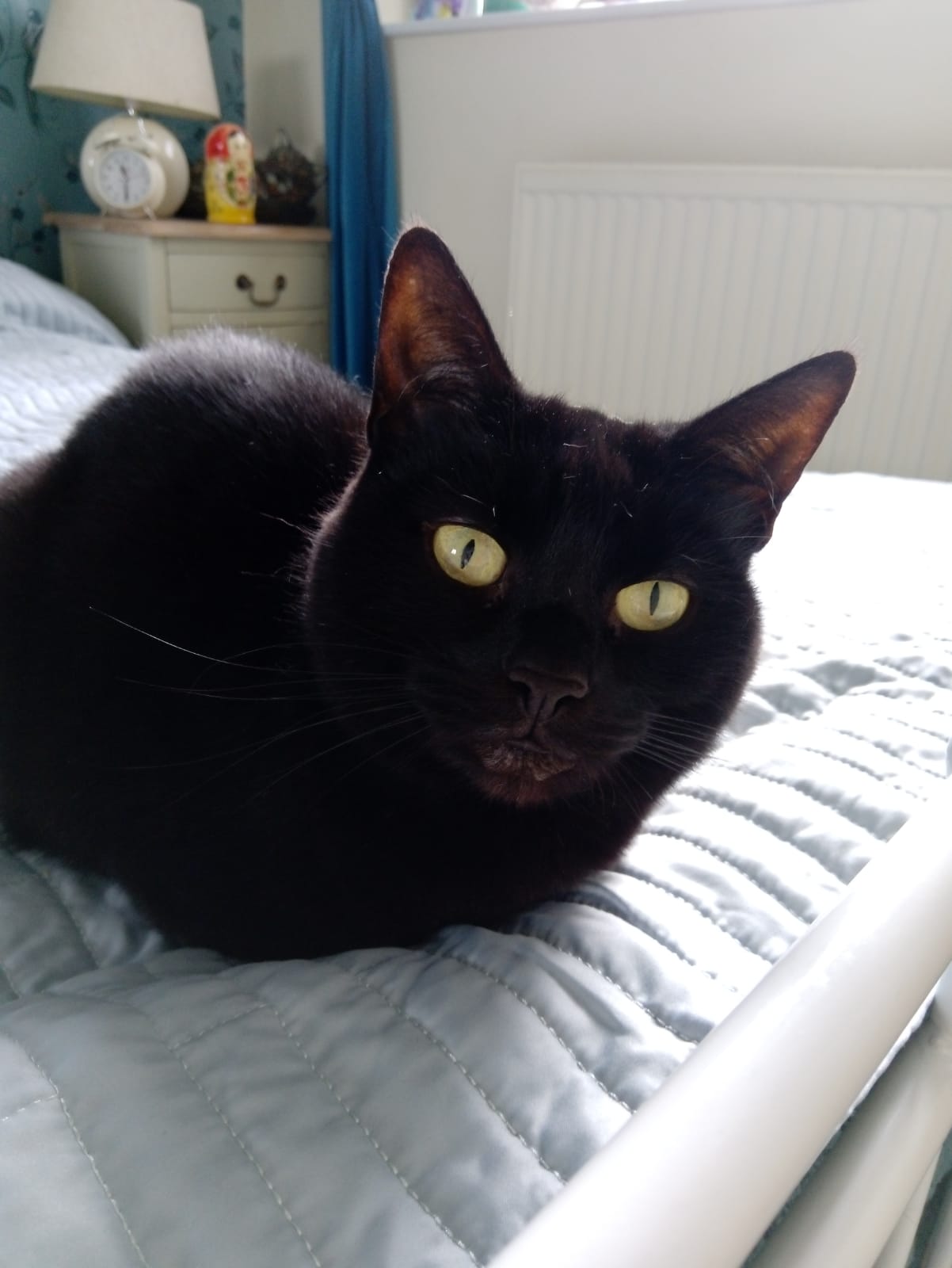 a sleek black cat with green eyes lies upon a bed