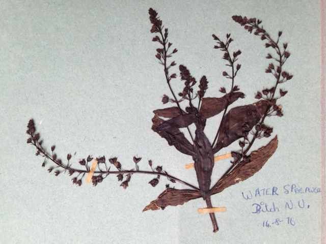 Pressed plant specimen, ‘Water Speedwell’, pinkish broiwn stem with seeds and leaves